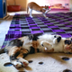 Image for article titled Own Two Cats? Scientists Need Your Help